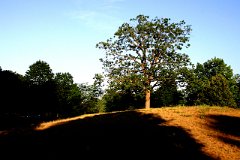 photo 0065
